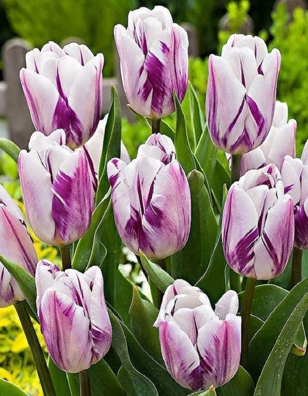 Тюльпан Фламинг Флаг 1 уп 3шт 357₽