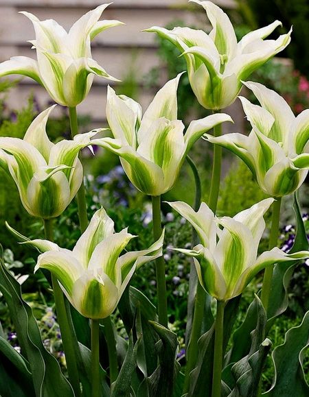 Тюльпан Грин Стар 1 уп 3шт 349₽