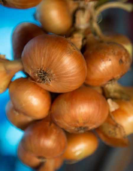 Лук репчатый Классика УД 03 гр цвп 27₽