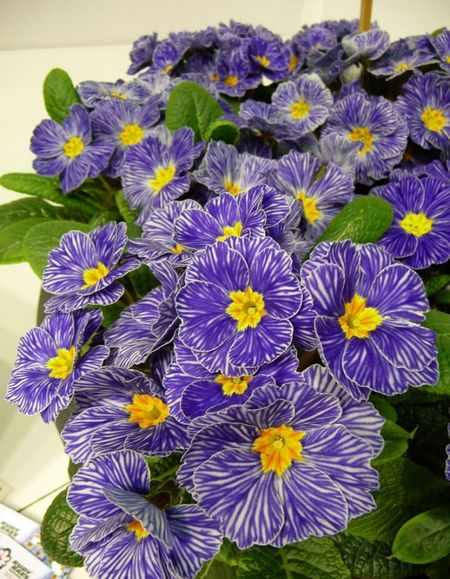 Примула крупноцветковая Супер Джинс F1 5 шт 59₽