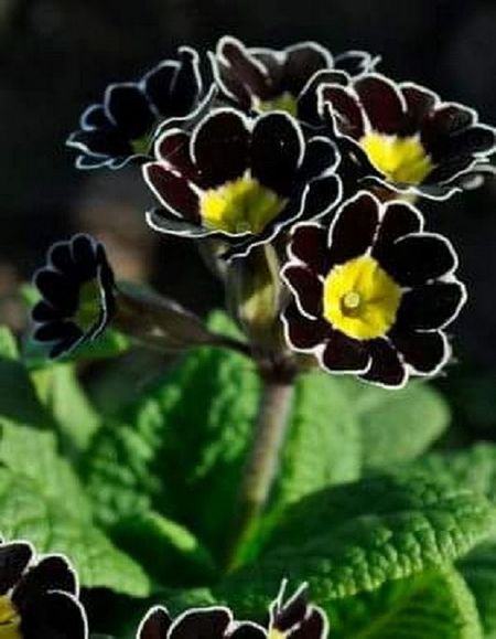 Примула крупноцветковая Черная жемчужина F1 5 шт 49₽