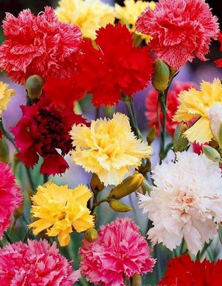 Гвоздика гренадин Яркая Смесь УД 02 гр 19₽