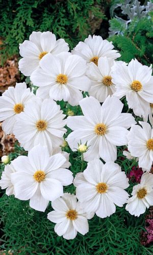 Космея Снежная сенсация УД 01 гр 19₽