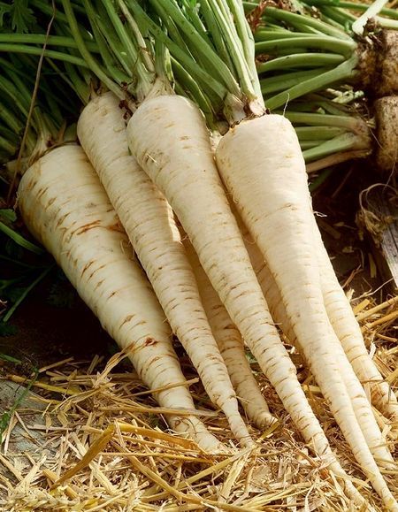 Пастернак Белый Аист УД 05гр цвп 17₽