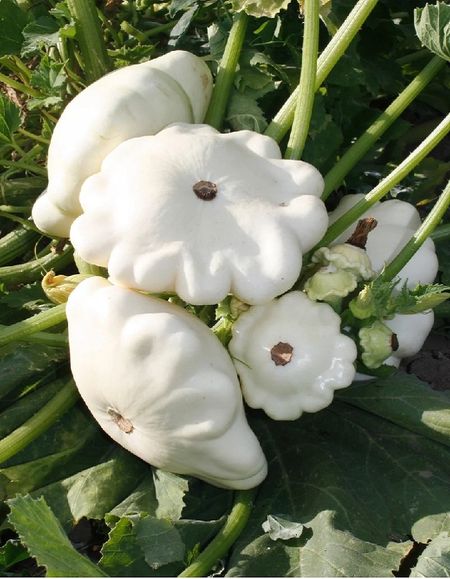 Патиссон Чебурашка 10 шт цвп 21₽