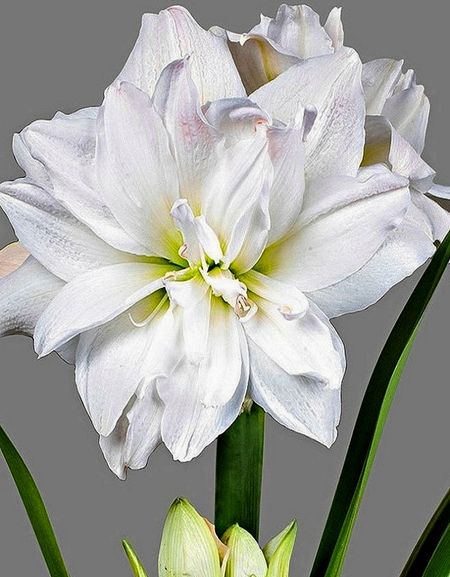 Амариллис Арктик Нимф 1 шт 1199₽