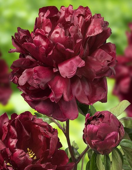 Пион травянистый Франсуа Ортего 1 шт 979₽