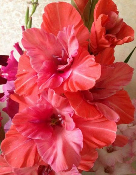 Гладиолус Бимбо 1 уп 3 шт 129₽