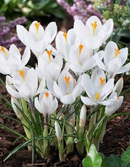 Крокус Жанна Д Арк 1 уп 3 шт 177₽