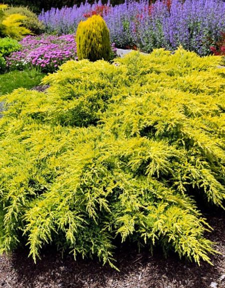 Можжевельник горизонтальный Лайм Глоу 1 шт Р9 599₽