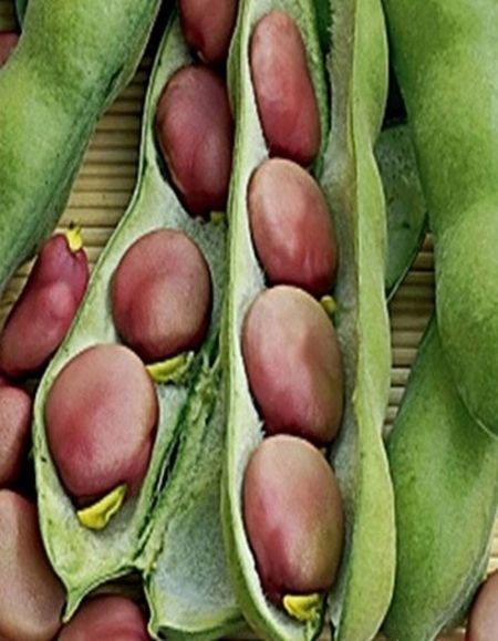 Бобы Русские Черные УД бп 10г 17₽