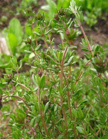 Тимьян Медок чабрец овощной УД 005 гр 25₽