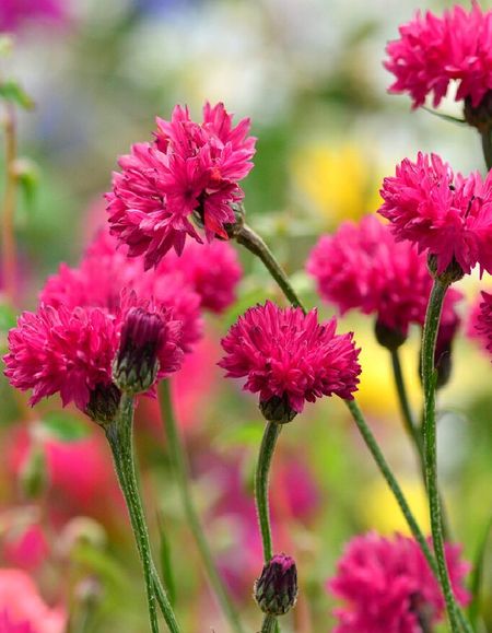 Василек Розовый Дракон УД цп 02 гр 25₽