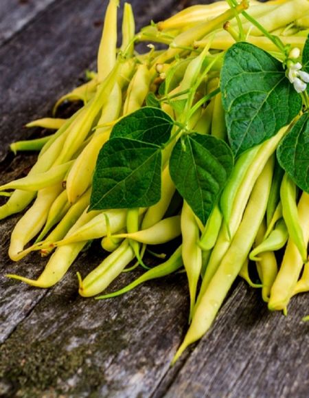 Фасоль сахарная Золотые сережки цвп 4 гр 19₽