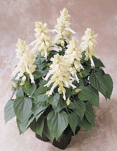 Сальвия сверкающая Виста Вайт цвп 10 шт 29₽