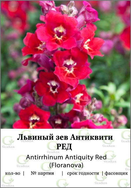 Львиный зев Антиквити Ред Fn 100шт 99₽