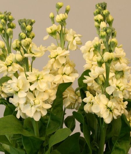 Маттиола Синдерелла Еллоу 50шт Takii Seed 79₽