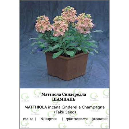 Маттиола Синдерелла Шампань 50шт Takii Seed 99₽