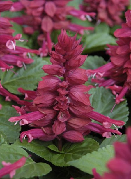 Сальвия Аморе Лавендер Hemgenetics 50шт цв п 169₽