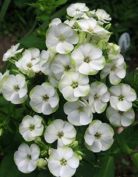 Флокс Джейд 1 шт 329₽