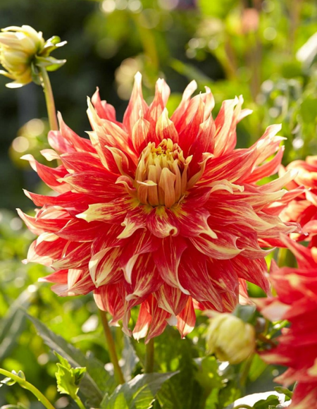 Георгина Бодашес 1 шт XXL 625₽