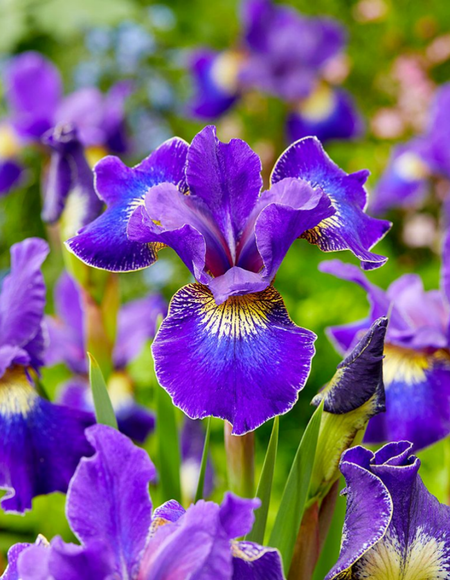 Ирис Голден Эдж 1 шт 249₽