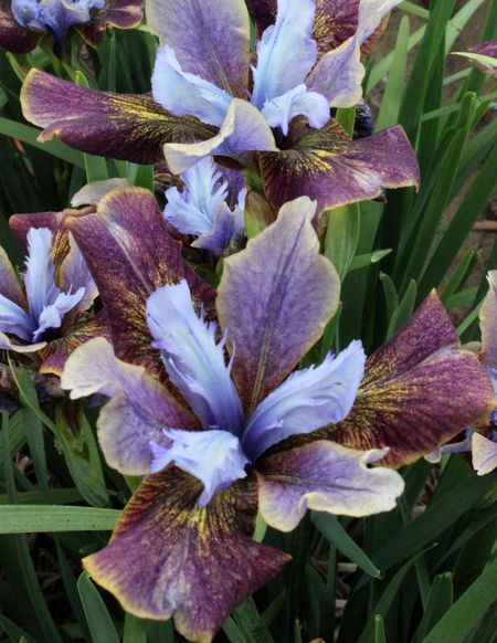 Ирис Блэк Джокер 1 шт 339₽