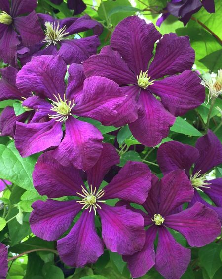 Клематис Этуаль Виолетт 1 шт Р9 599₽