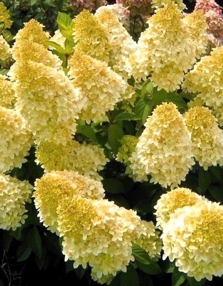 Гортензия метельчатая Канделайт 1 шт Р9 599₽