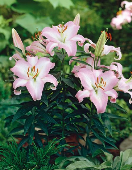 Лилия Бразилия 1 уп 2 шт 479₽