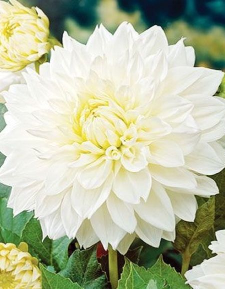 Георгина Сноу Кантри 1шт 329₽