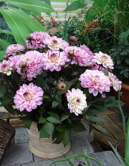 Георгина Галлери Ла Тур 1 шт 434₽