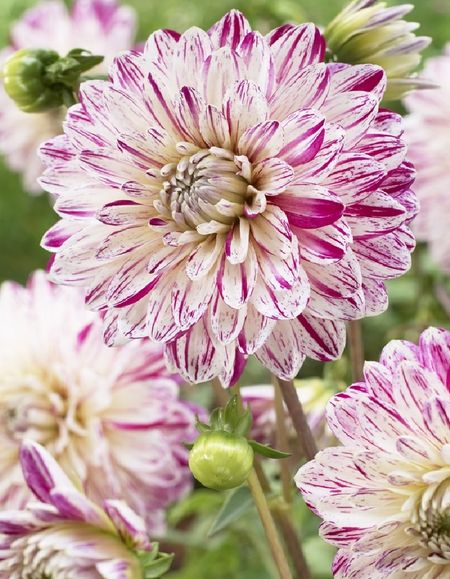 Георгина Смоки 1 шт 549₽