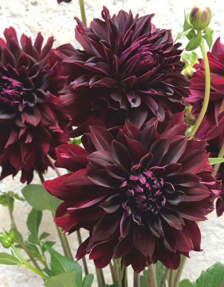 Георгина Рип Сити 1 шт 434₽