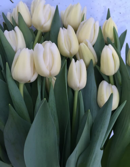 Тюльпан Чирс 1 уп 3шт 249₽