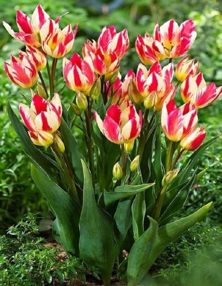 Тюльпан Триколетт 1 уп 3шт 299₽