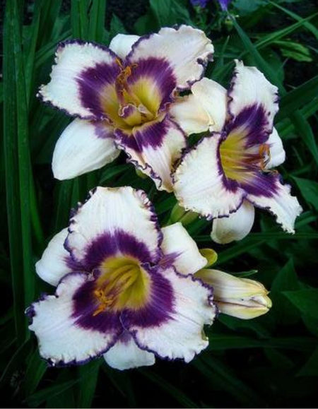 Лилейник Блуберри Сандей 1 шт Р9 549₽