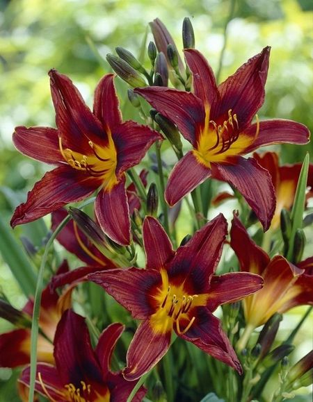 Лилейник Блэк Принц 1 шт Р9 399₽