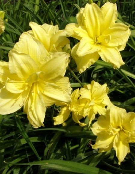 Лилейник Дабл Ривер Вай 1 шт Р9 399₽