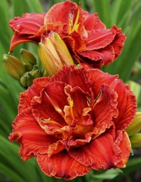 Лилейник Дабл Файркрэкер 1 шт Р9 699₽