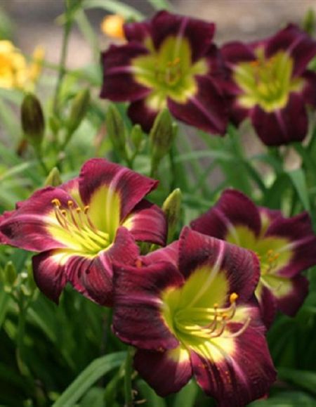 Лилейник Найт Бекон 1 шт Р9 399₽