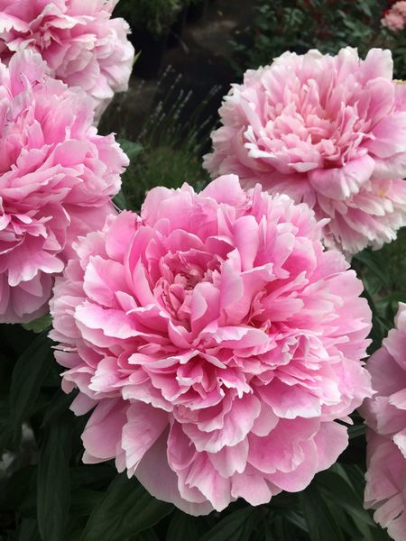 Пион травянистый Сара Бернар 1 шт С2 949₽