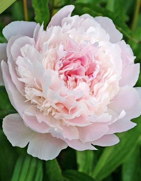 Пион травянистый Печер 1 шт С2 859₽