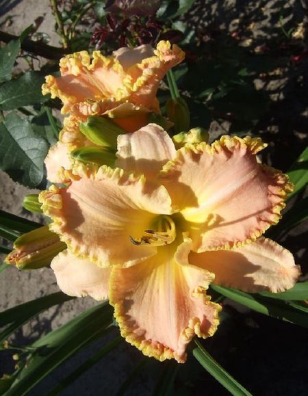 Лилейник Энчентед Форест 1 шт Р9 589₽