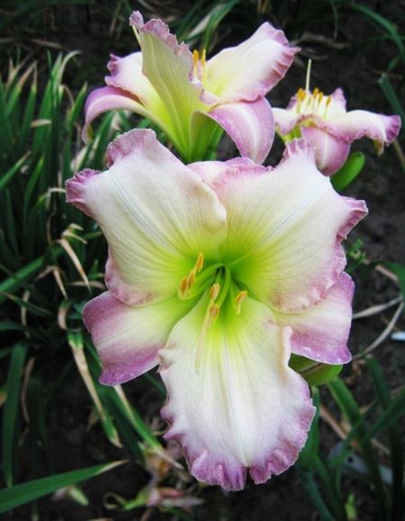 Лилейник Сил оф Эппрувал 1 шт Р9 599₽