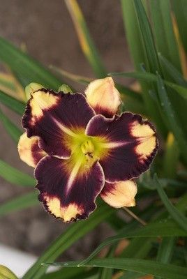 Лилейник Эндуранс Триппед Пойнт 1 шт Р9 499₽