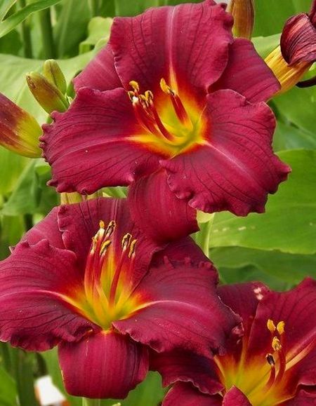 Лилейник Силоам Пол Ваттс 1 шт Р9 429₽