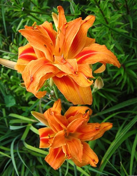 Лилейник Априкот Бьюти 1 шт Р9 529₽