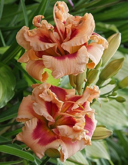 Лилейник Форти Секонд Стрит 1 шт Р9 589₽