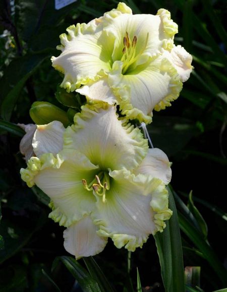 Лилейник Грин Мистик 1 шт Р9 669₽